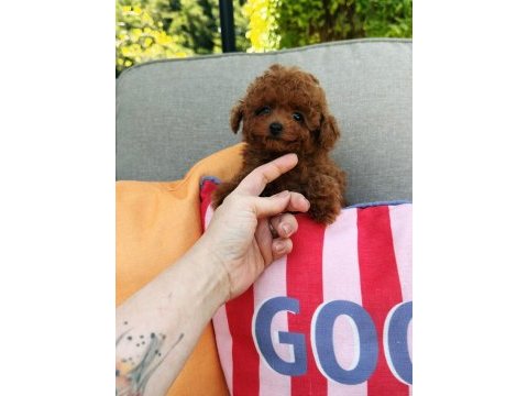 Ankaranın en güzel kore toy poodle yavruları
