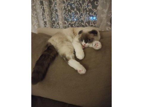 Ücretsiz scottish fold oğlumuza yeni yuva arıyoruz
