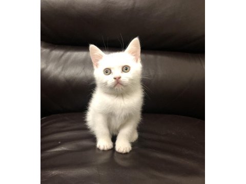 Safkan british shorthair