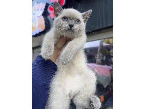 British shorthair blue point erkek dişi kardeşler