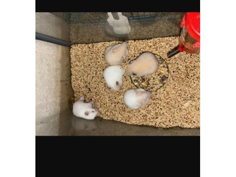 Bebek hamster