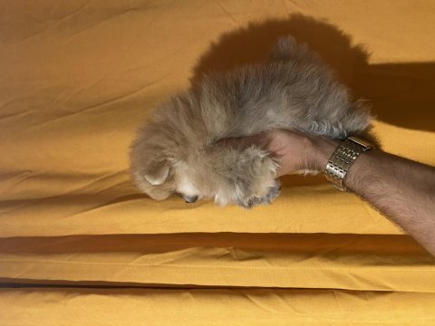 Üst kalite erkek yavru pomeranian boo
