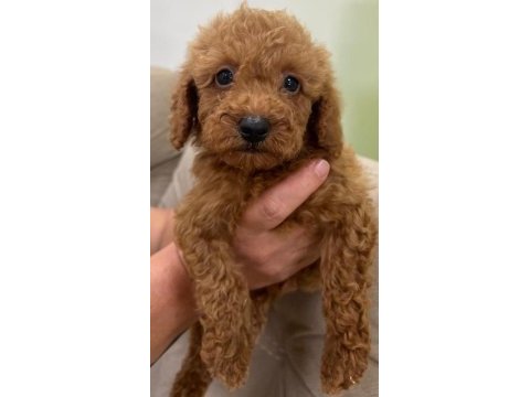 Kaliteli toy poodle yavrular