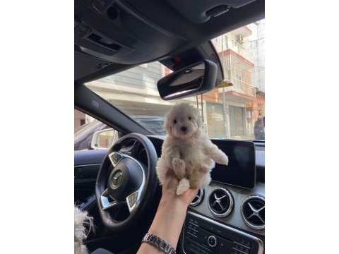 0 numara aşılı maltese yavrular