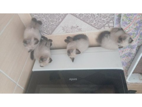 4 tane yavru kedilerimizi sahiplendirmek istiyoruz