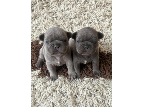 En güzeli için ulaşın mükemmel french bulldog bebekler