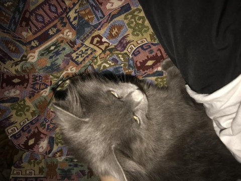 Yavru british shorthair bulutumuza yeni sahip arıyoruz