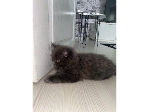 Eğitimli erkek british longhair yavrumuz