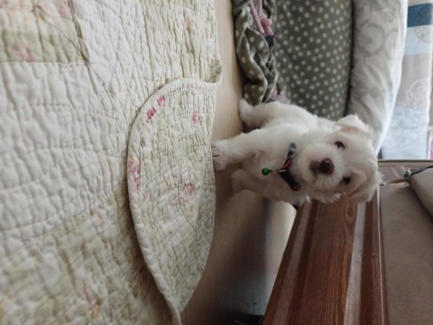 Sıfır numara şecereli yavru köpekler