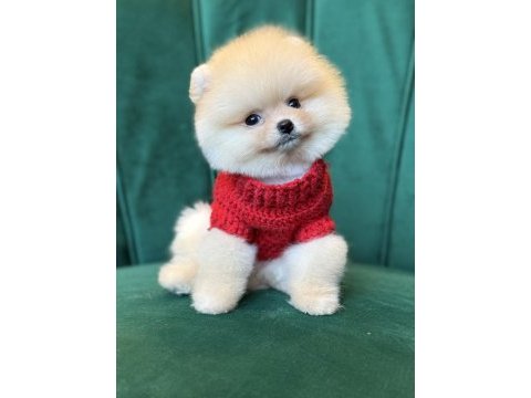 Pomeranian yavrularımız gelmiştir