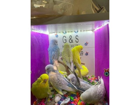 30 35 günlük bebek muhabbet kuşu yavrular
