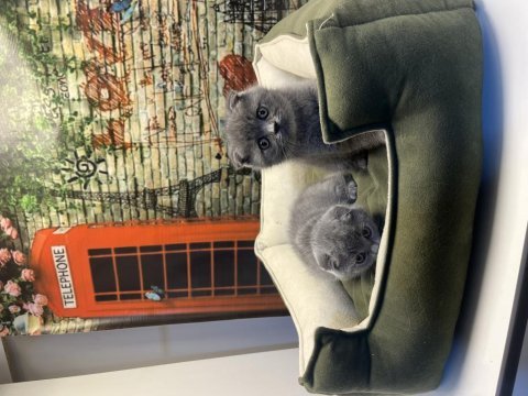 En güzel scottish fold bebekler @petclubadanaa