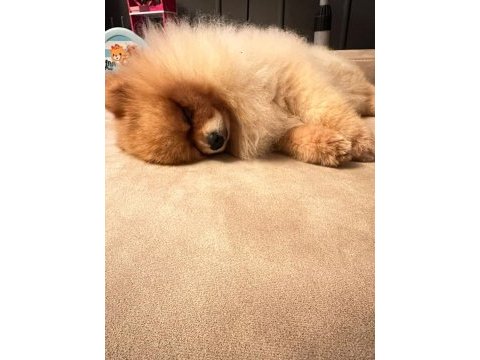 Pomeranian oğlumuz yeni eş adaylarını aramaktadır