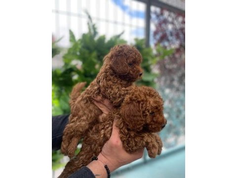 Safkan red brown toy poodle