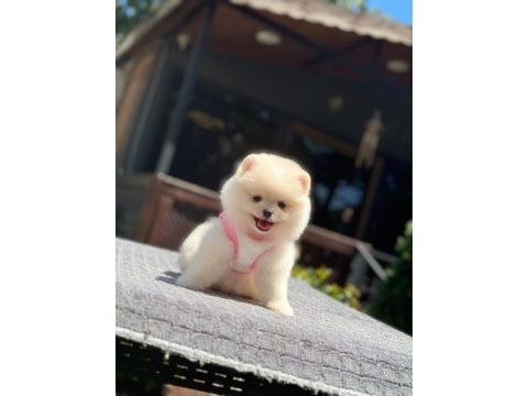 Sağlık ve ırk garantili pomeranian yavru