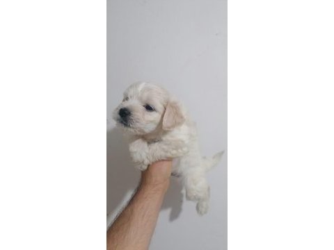 Maltipoo bebekler teslime hazır