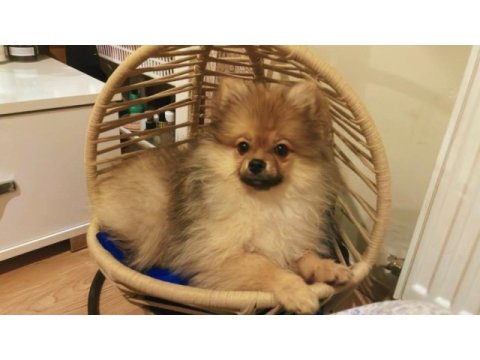 Pomeranian boo köpeği