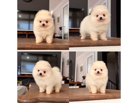 Mersin pomeranian boo mini köpeği