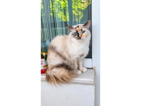 Ücretsiz ragdoll kedimiz