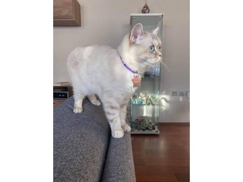 Kızlarımız sahiplendirilicektir british shorthair