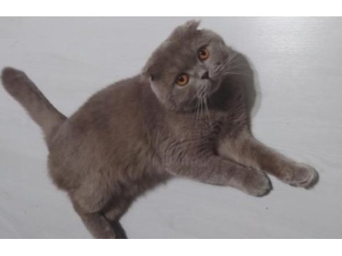 Safkan scottish fold orjinal aa sınıfı