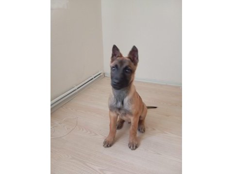 Safkan malinois yavrularımız