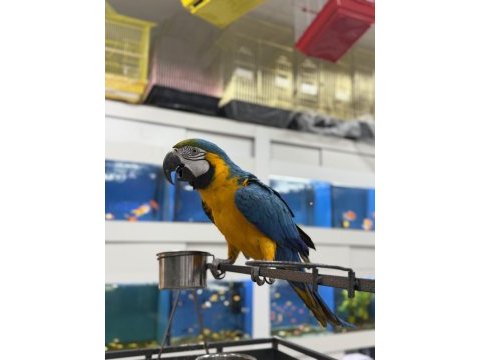 Belgeli çipli sarı mavi ara macaw mutasyon