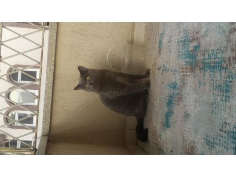 Kedimi çok ama çok uygun vereceğim fiyat önemli değil