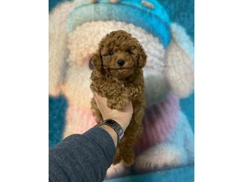 Kilo garantili red toy poodle