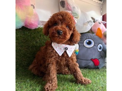 Safkan toy poodle bebekler