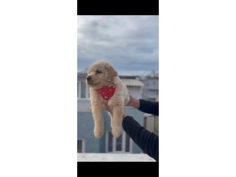 Baby face golden retriever