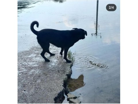 2 yaşında ücretsiz köpeğimiz
