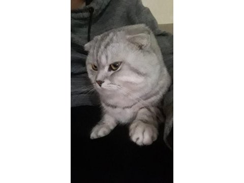 4 yaşında erkek scottish fold ücretsiz sahiplendirilecek