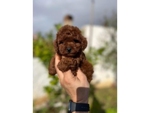 A kalite orjinal toy poodle