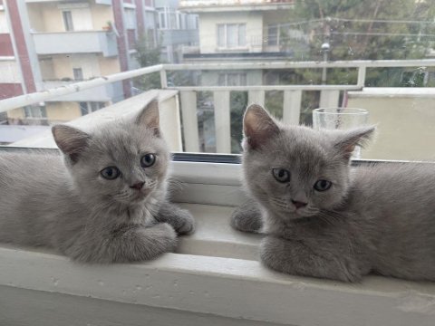 British shorthair sahiplendirme