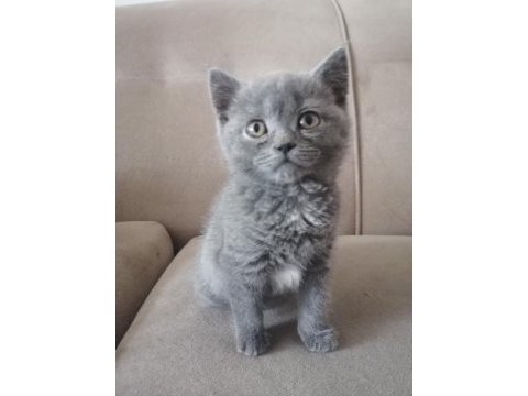 British shorthair kedimiz başlangıç seti hediyeli