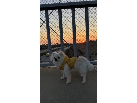 Pomeranian köpeği 5 aylık