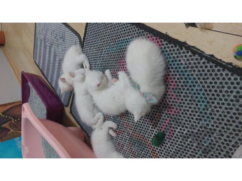 British shorthair ballar hazırlar