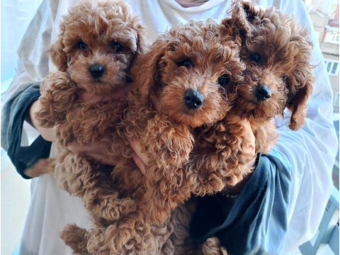 Poodle minnaklarımıza yuva arıyoruz