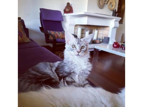 Safkan maine coon