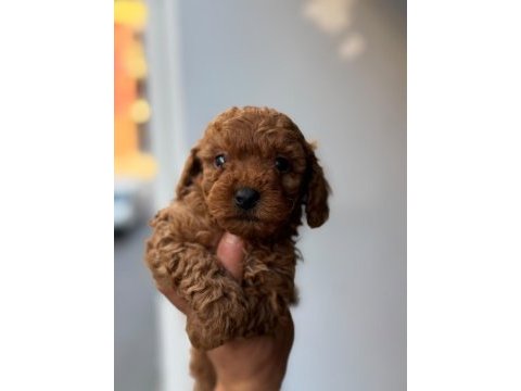 Tüy dökmeyen minicik toy poodle yavrular