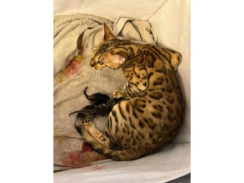 Erkek ve dişi bengal kedisi yavrularımızı sahiplendiriyoruz