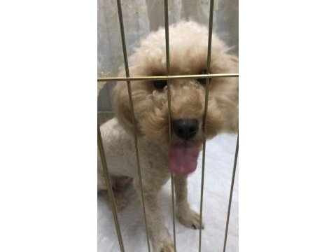 1.5 yaşında dişi poodle