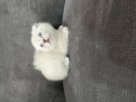 Blue point scottish ve scottish fold yavru