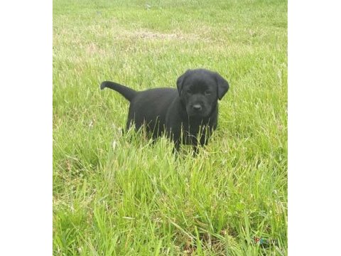 Türkiyenin en özel labrador yavruları 