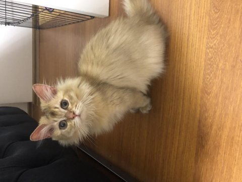 British longhair ny25 erkek yavrumuza yuva arıyoruz.