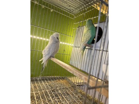 Show jumbo çift muhabbet kuşu