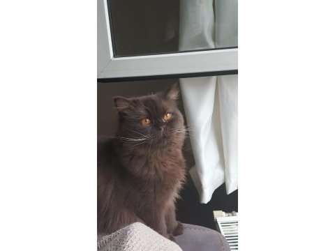 Çikolata oğlumuza yeni yuva arıyoruz british longhair