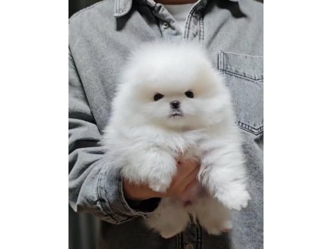 Birinci sınıf pomeranian boo