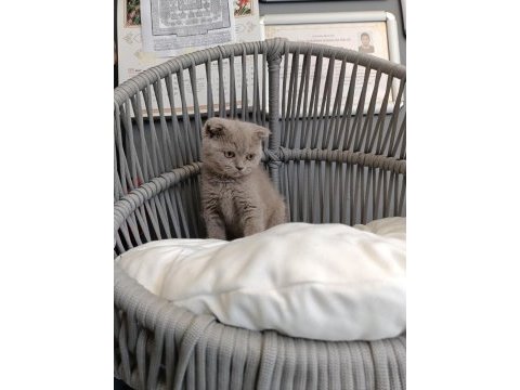 Scottish fold lilac